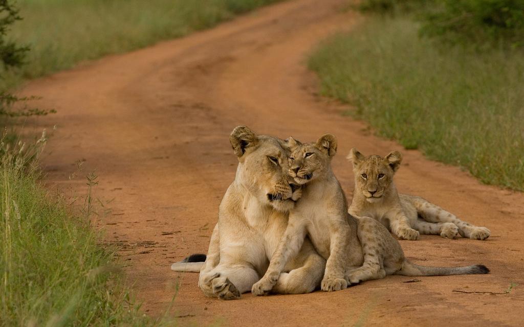Etali Safari Lodge Madikwe Game Reserve Exterior foto